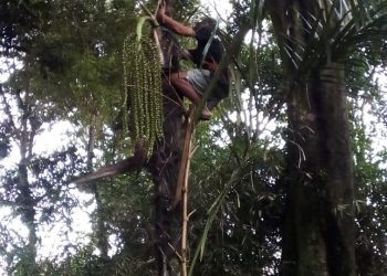 Budaya Maragat dan Minum Tuak, Kearifan Lokal Masyarakat Batak, Rudi : Tidak Sembarang Orang Bisa Maragat