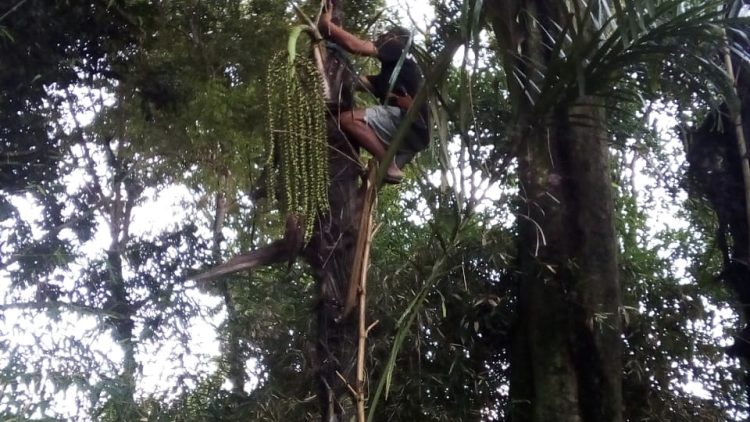 Budaya Maragat dan Minum Tuak, Kearifan Lokal Masyarakat Batak, Rudi : Tidak Sembarang Orang Bisa Maragat