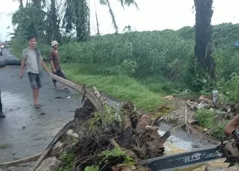 Pohon Sawit Tumbang Akibat Hujan Deras disertai Angin