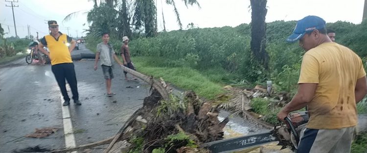 Pohon Sawit Tumbang Akibat Hujan Deras disertai Angin